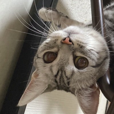 AE5GRN0ir9EeoIv's profile picture. 動物