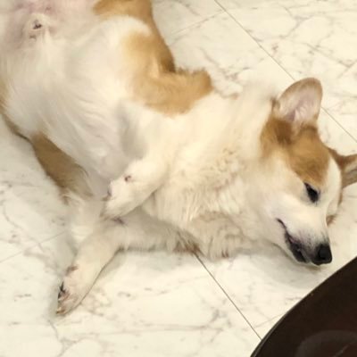 4r4OTy7g7HWR96G's profile picture. 仕事道具はgoとawsがメインです。
たまにLaravel/PHP, Vueを仕事で書く必要に迫られます。

主にwebシステム開発周りの開発者のアカウントをフォローして情報収集してます。