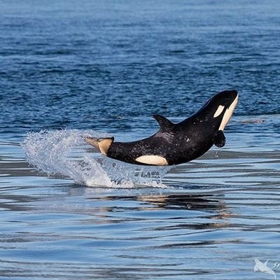 op1plzplzplz's profile picture. 잡구독거래etc계