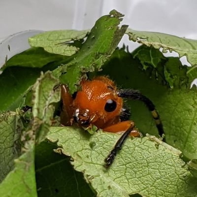 1958年生まれで虫寿になった甲虫屋。カミキリ、糞虫メインでミーハー虫大好き。別名九州オオズ（某SNS）。