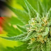 Your Guide to All Things Cannabis. Visit us today! #marijuana #cannabis #weed