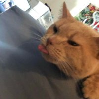 Billi (mostly ia) (@bole_meow) 's Twitter Profile