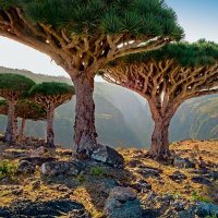 شمر يهرعش 🇵🇸🇾🇪 𐩦𐩣𐩧 𐩺𐩠𐩧𐩲𐩦 (@socotra990) Twitter profile photo