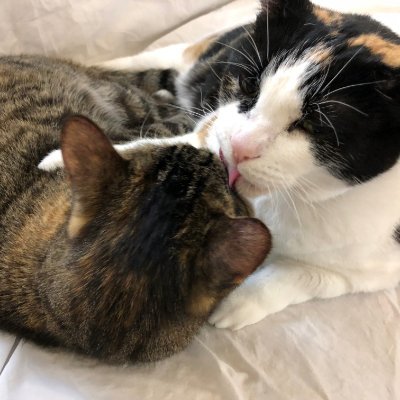 LittleMissAkkoi's profile picture. Hi, i'm a calico kitty!, my sister is a tabby kitty!, let's playy! 
#catsoftwitter
#catsontwitter
#lovecats