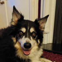 Tracey smith (@traceys86060583) 's Twitter Profile
