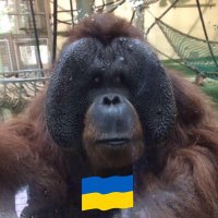 Shaun 🌻🇪🇺🇬🇧🇺🇦🕸🌹(@KingShaun969) 's Twitter Profile Photo