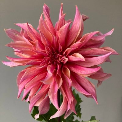 Growing hundreds of dahlias in Dorset for sale in buckets or for weddings and events. Member of Flowers from the Farm. #dahlias - please credit photos