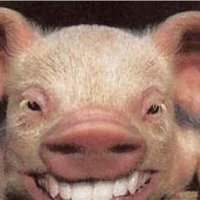 TumbaCerdosmx (@tumbacerdos) 's Twitter Profile