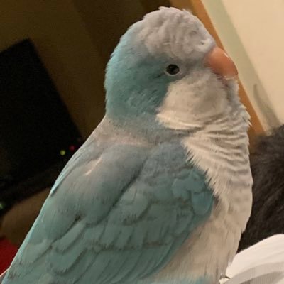 オキナインコ探してます Cotton1809 Twitter