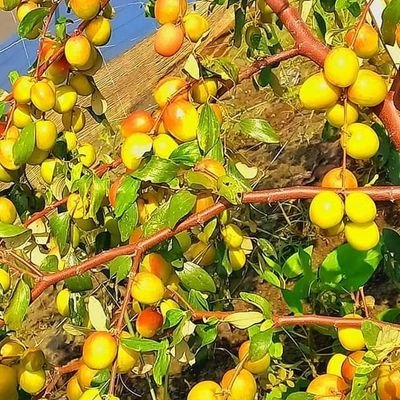 said34286555's profile picture. 