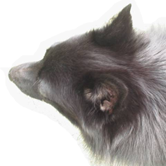 kiyohara00's profile picture. 日常のぼやき、あせり、目の前の目標、発見、感動をつぶやきます。
海外ミステリーの読書や自転車ロードレース配信/TV観戦というせまい趣味で高齢期に突入中。
エア犬飼。