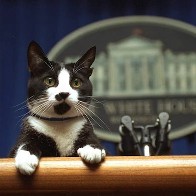 All of the representatives, senators, and other politicos of the 33rd Alaska State Legislature but as cats.