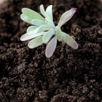 soil (@soil) 's Twitter Profile