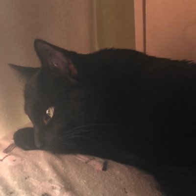 GucciFancyCat Profile Picture