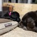 Java and Raven (@paulafox2008) Twitter profile photo Java and Raven (@paulafox2008) Twitter profile photo