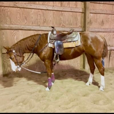 Owner of EBR Horsemanship LLC 734-957-3600 ebrhorsemanship@gmail.com Available for offsite lessons, and intermediate onsite lessons (limited availability).