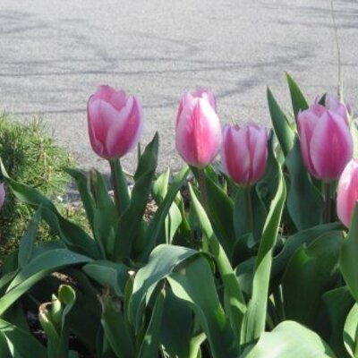 Profile Picture of Kathy Buchanan (@stockdesigner) on Twitter