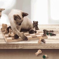 Spirit Butterfly (@mmarie_w) 's Twitter Profile Photo