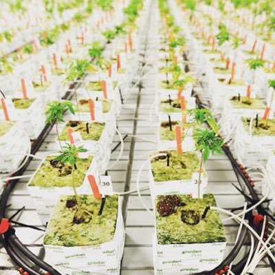 Love_Peace_shop's profile picture. 本場アメリカからの輸入品を取り扱っております。合法に販売出来る商品を模索中です