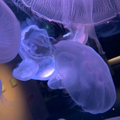 KK_jellyfish Profile Picture