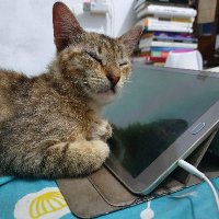 0xValmy (@0xvalmy) 's Twitter Profile