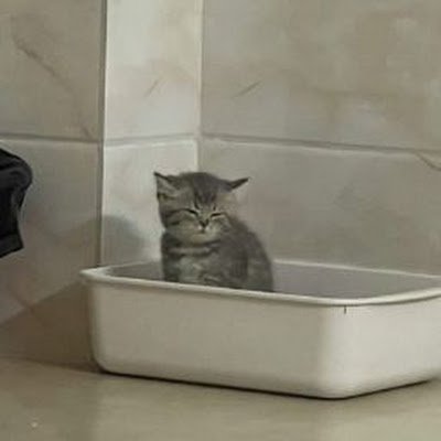 ssvis786's profile picture. .