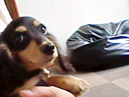 osukarugasuki's profile picture. 寝る子は育つ。常に眠いです。 飼い犬のソフィ(2011.05.05生まれ)についてのつぶやき多めです。