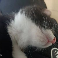 Bigidiot (@abcddcb13286422) 's Twitter Profile
