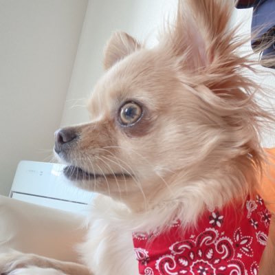 Yuki018313556's profile picture. 0からプログラミングを学ぶことにしました! 色々教えて頂けると嬉しいです! #駆け出しエンジニアと繋がりたい