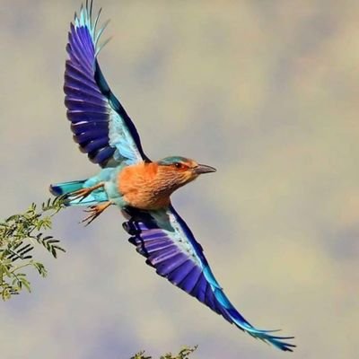 heiwagaiino's profile picture. 私3歳の心！人生初反抗期！この世の中ダメと言われていることこそ良かったり☺️暇潰しを楽しんでる♪多数を正義とは思わない～数多いって何？
お金も権力も地位も名誉も脱ぎ捨てて裸になったあなたも私もこの世界でどこまで通用するのか？無宗教
楽しんでいけばいいじゃない？♪
いつもみんな遊んでくれて感謝💖