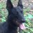 Willem te Braak (@polwwijkhond) Twitter profile photo