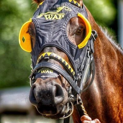 The Official Twitter Account Of The Wayne A. Potts Racing Stable. Thoroughbred Racehorse Trainer. 516-650-0053 @Commanders Fan #RaiseHail #Birdland