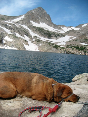 Nileydog Rescue is a non-profit 501(c)(3), volunteer-based no-kill dog rescue, whose mission is to rescue dogs from HIGH KILL shelters.  We love dogs!!!