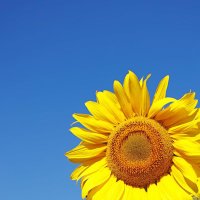 GOAT Musicians for Ukraine (@gradeoneathon) 's Twitter Profile Photo