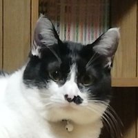 アルテイぴよ (@lyv3iflrt5nppp8) 's Twitter Profile