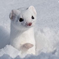 벨루🐬 (@chomy10102) 's Twitter Profile