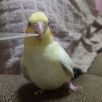 まるちゃん日記 (@maru_chan_dayo_) 's Twitter Profile Photo