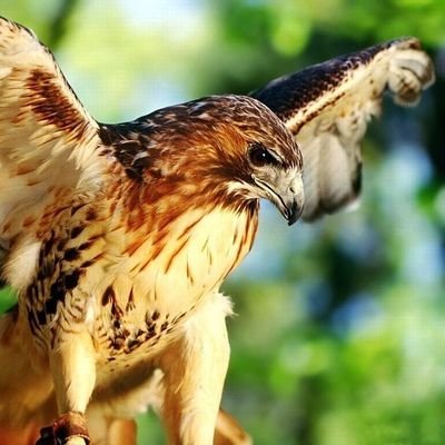 muhamma5392's profile picture. خير الكلام ماقل ودل  Good brevity makes sense