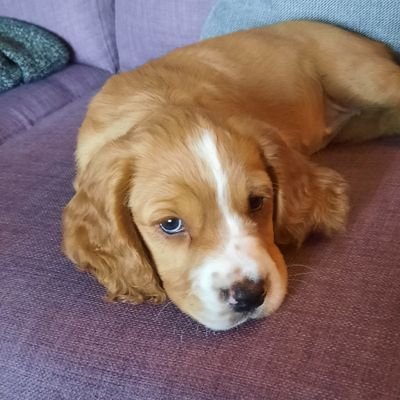 Lubba my dad, mum and big brother Tom. A little golden sprocker trying to find her way in this world 🌎 🇺🇦