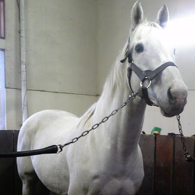 馬産地ひだかへようこそ❗
趣味は競馬と乗馬🏇
「お馬さんは人生のパートナー」をテーマに、『馬産地ならでは』の動画を配信するUmaTuberです
注:誤字脱字多め😵
https://t.co/RZEF4bxnKY