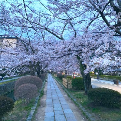 F_bass_amjgp's profile picture. 京大教育 B4→M2