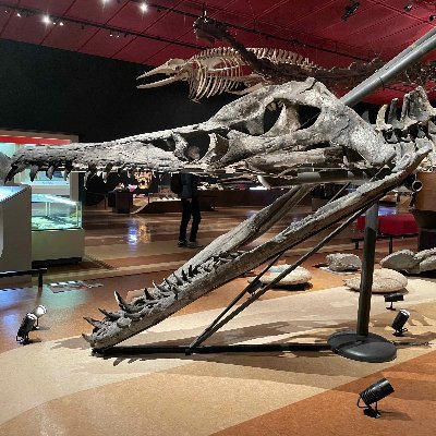 Tokyo City University, Paleontology Lab.東京都市大学・理工学部自然科学科・古生物学研究室のアカウントです。ラボ主のアカウントはこちら▶ @japanfossil