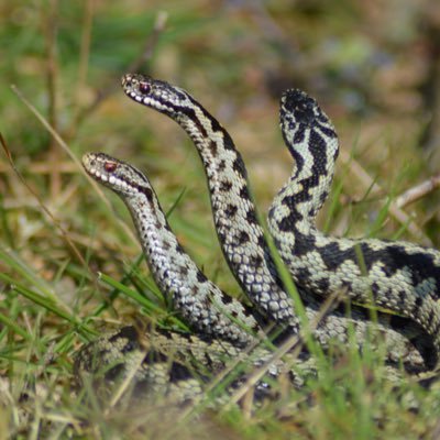 OliCWildlife's profile picture. 