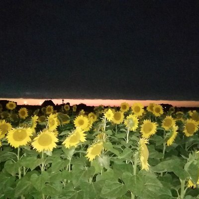 RotondeG's profile picture. 