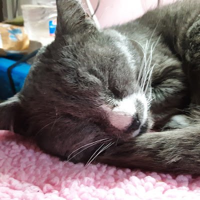 Moggygold2's profile picture. 