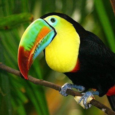 thegoodtoucan Profile Picture