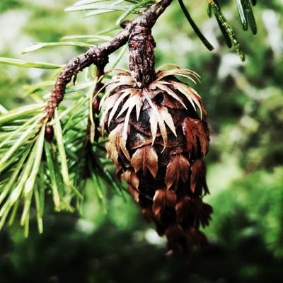 wrathofoaks's profile picture. Helpless reprobate. 🌱 they/them NB 🌱 Possibly a freezing mist, possibly an amalgam of nine grubby goblins.