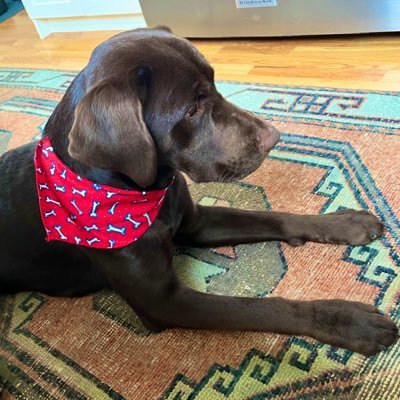 shandra_mcmanus's profile picture. Tag line agnostic.