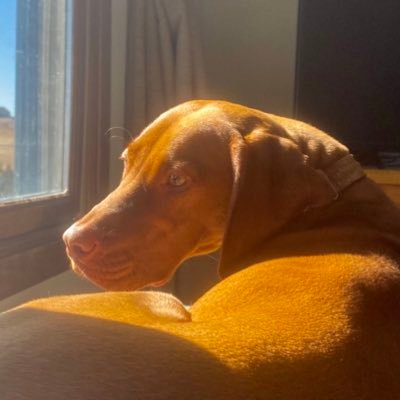 My name is Dove. I’m a vizsla in heaven watching over my family. The joy of owning a dog is well worth the pain of loss