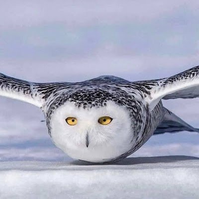 Tzetus1's profile picture. 